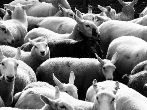 Grayscale image of a flock of sheep