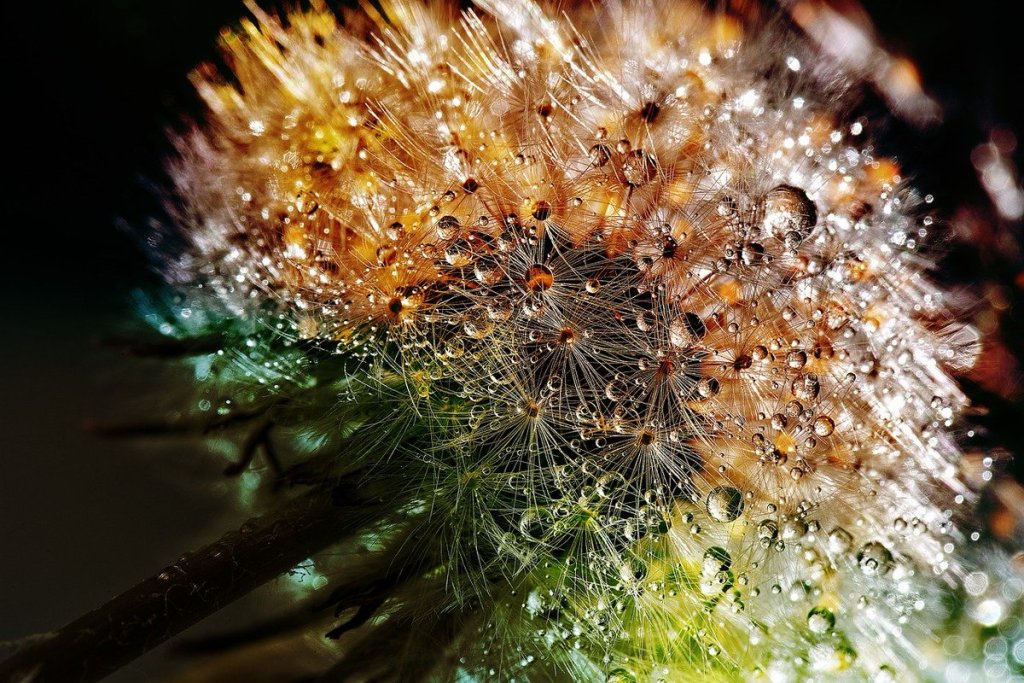Close-up shot of a dandelion with water droplets