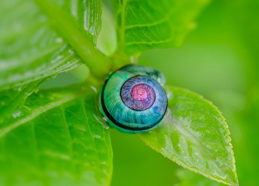 A snail shell with a gradient of pink to sea green as the spiral opens out on a lush green leaf