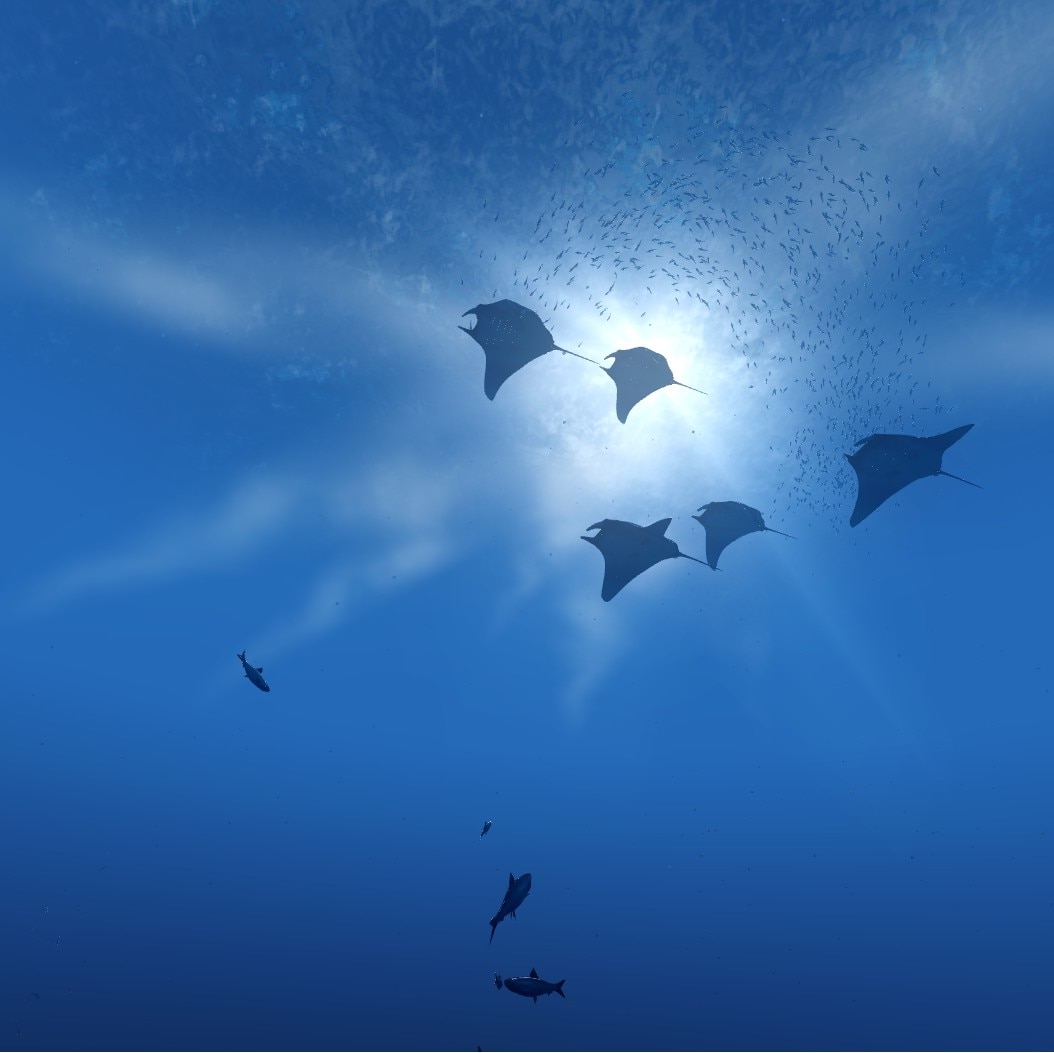 Five mantis rays swimming in the ocean.