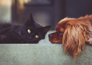 A black cat stretches out on a concrete step next to a cocker spaniel