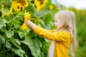 Child playing with sunflowers and not attending ABA or PBIS