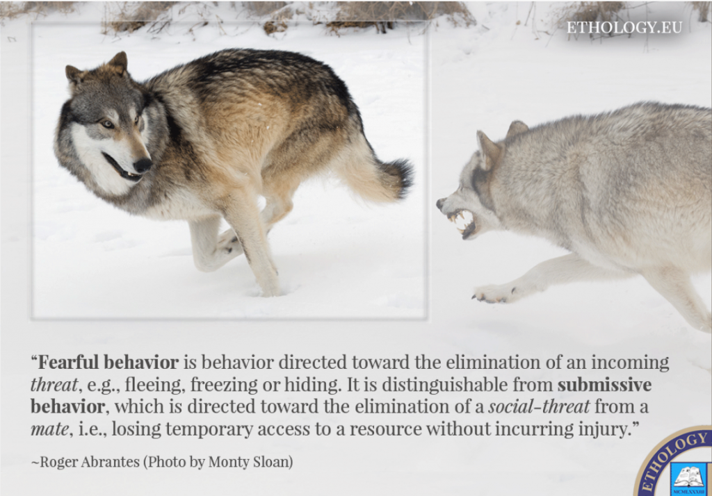 Photo of a wolf running from another wolf and a blurb underneath distinguishing the difference between fearful and submissive behavior.